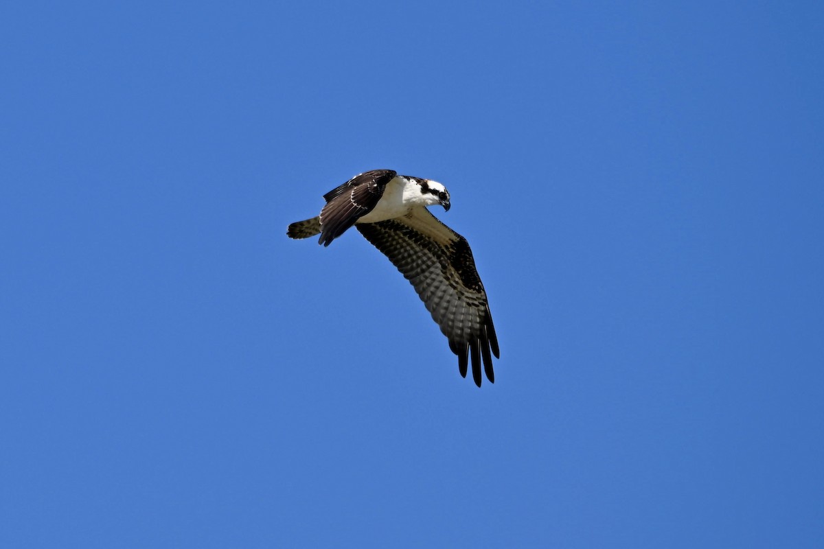 Osprey - ML642564547