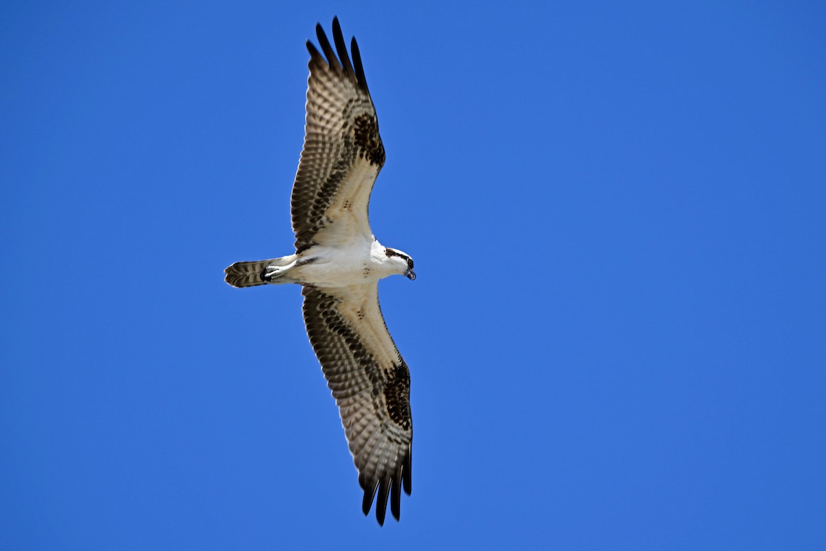 Osprey - ML642564548