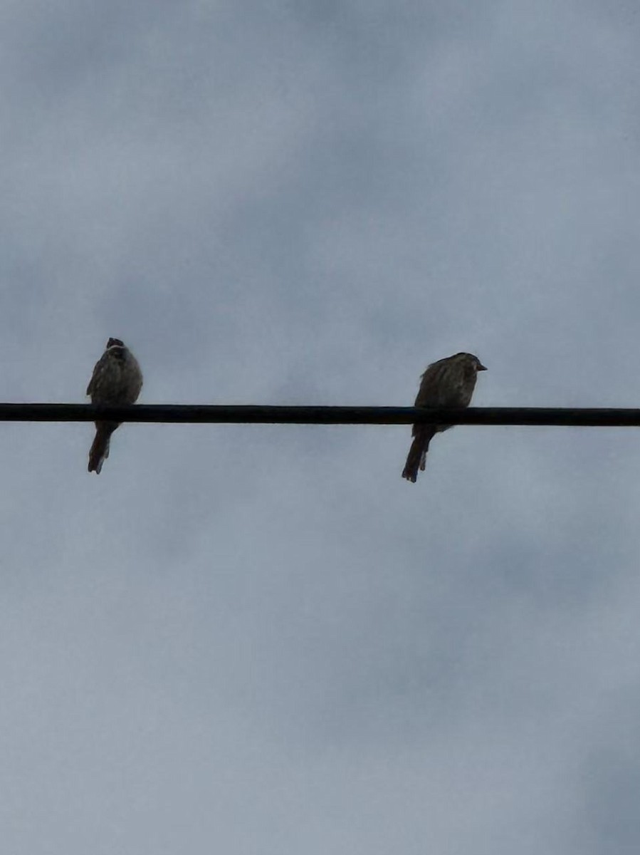 passerine sp. - ML642564566