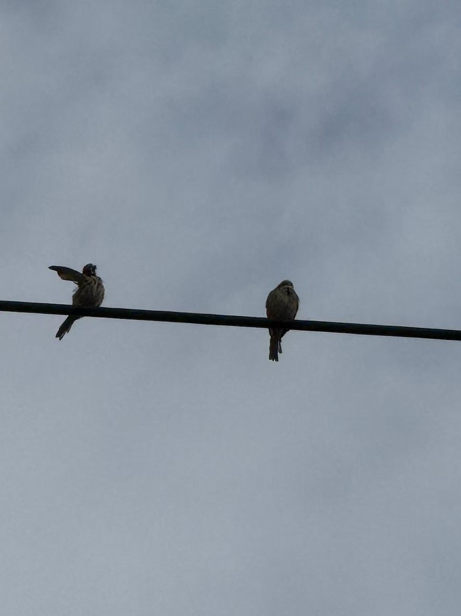 passerine sp. - ML642564572