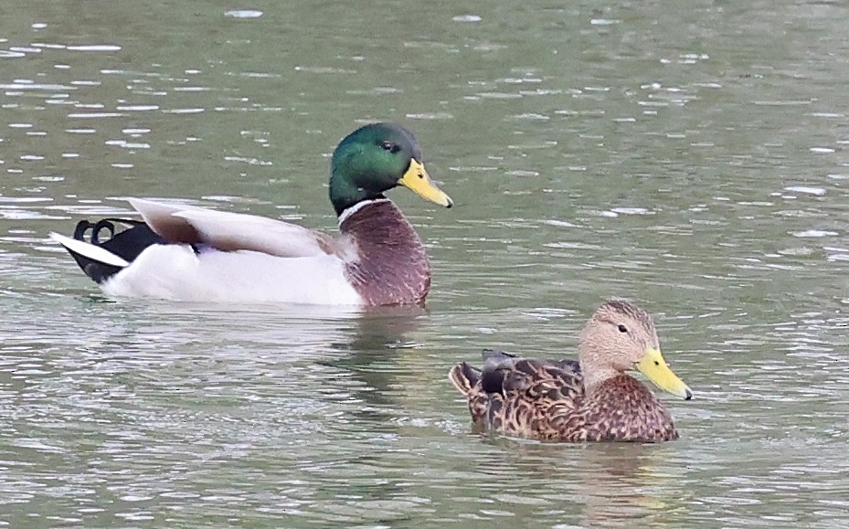 Mexican Duck - ML642564590