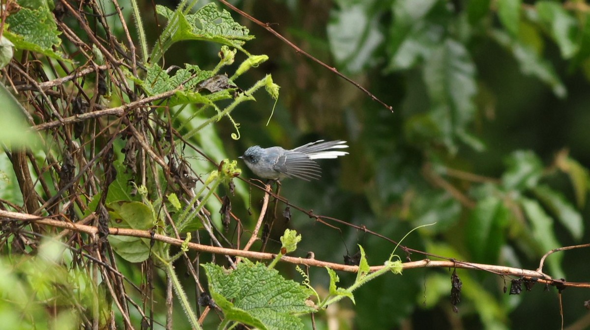 White-tailed Blue Flycatcher - ML642564598