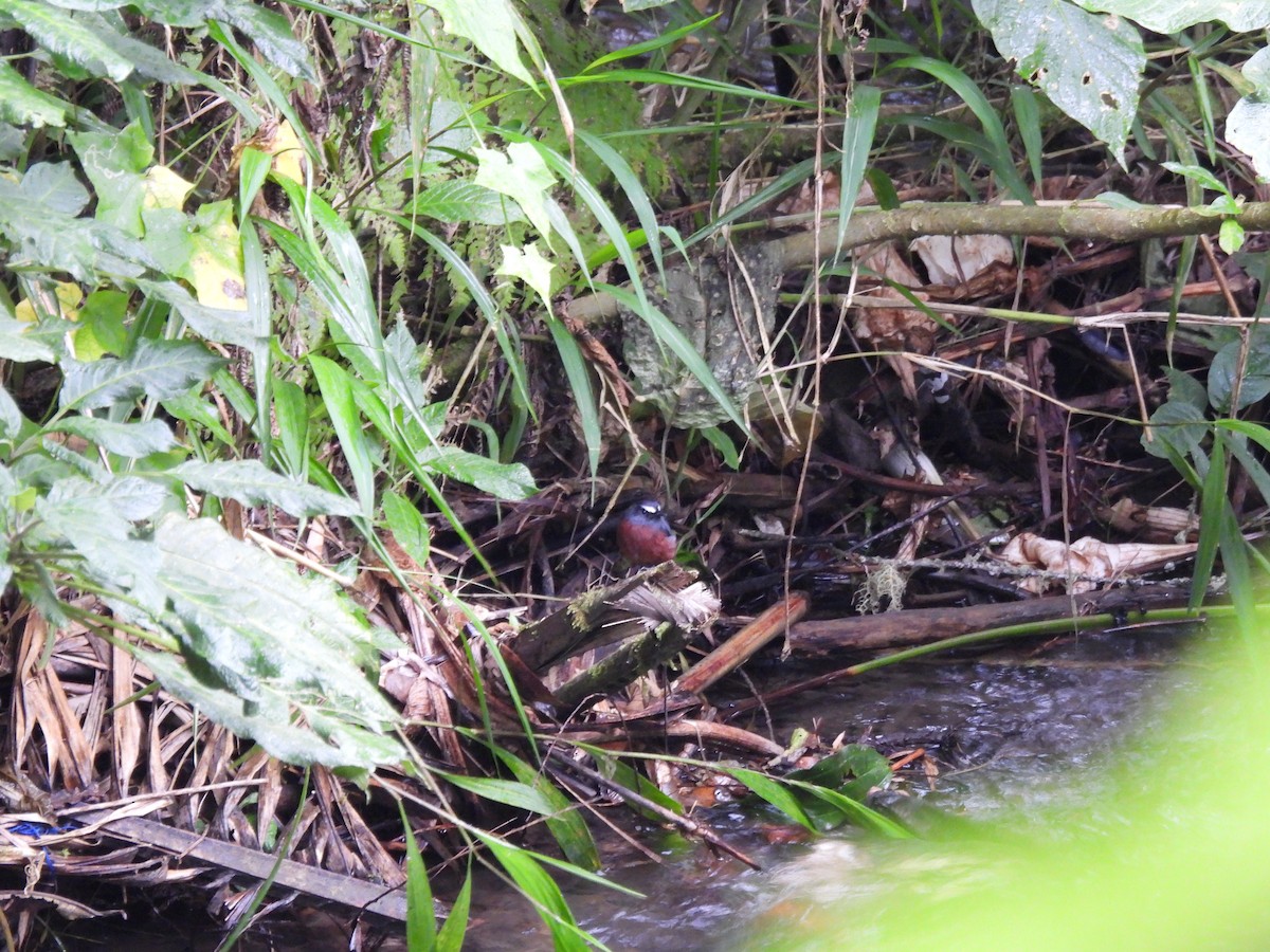 Chestnut-bellied Chat-Tyrant - ML642564599