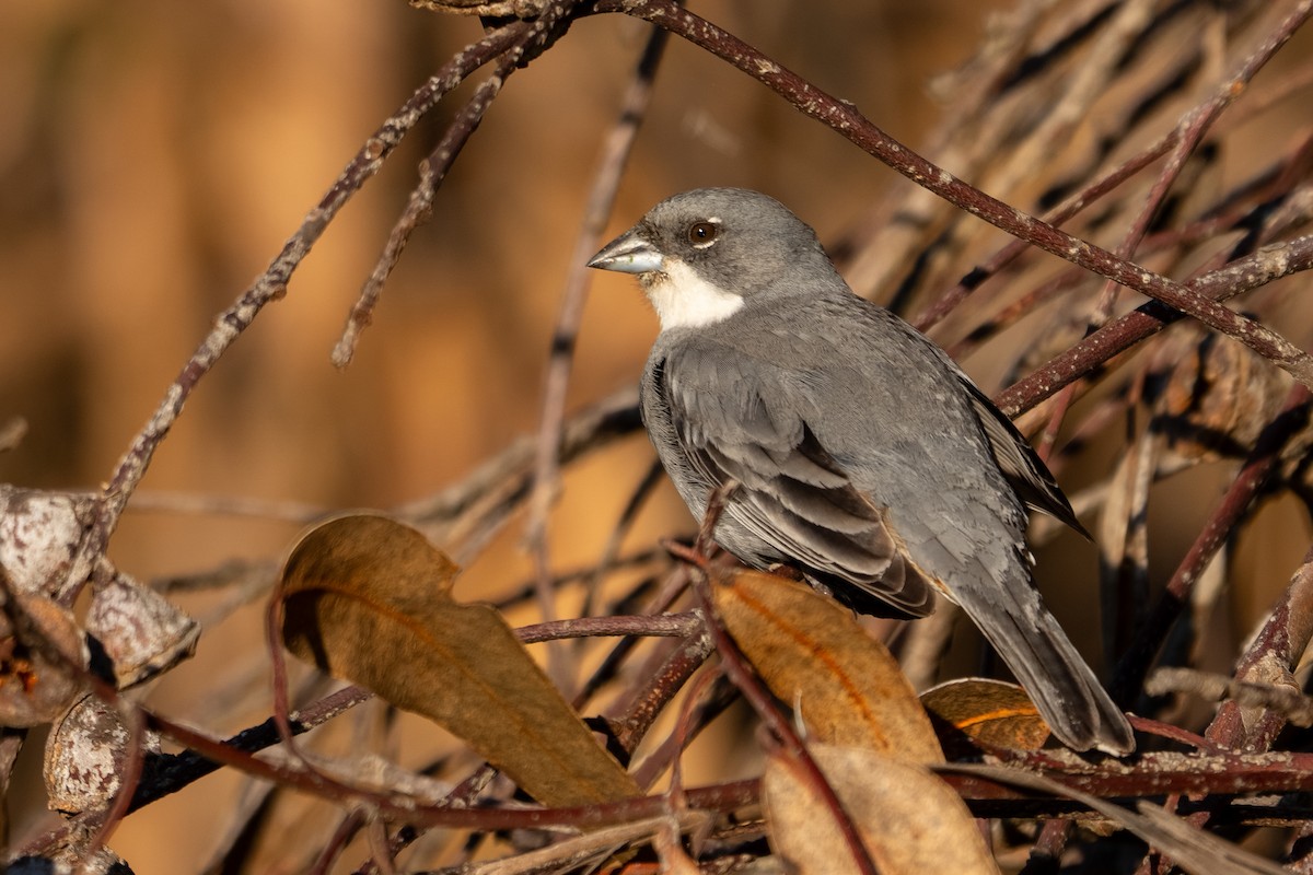 Diuca Finch - ML642564612
