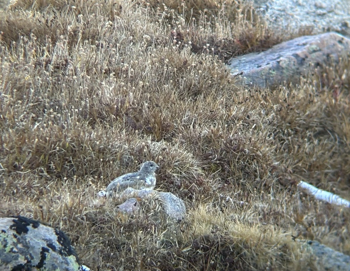 White-tailed Ptarmigan - ML642564613