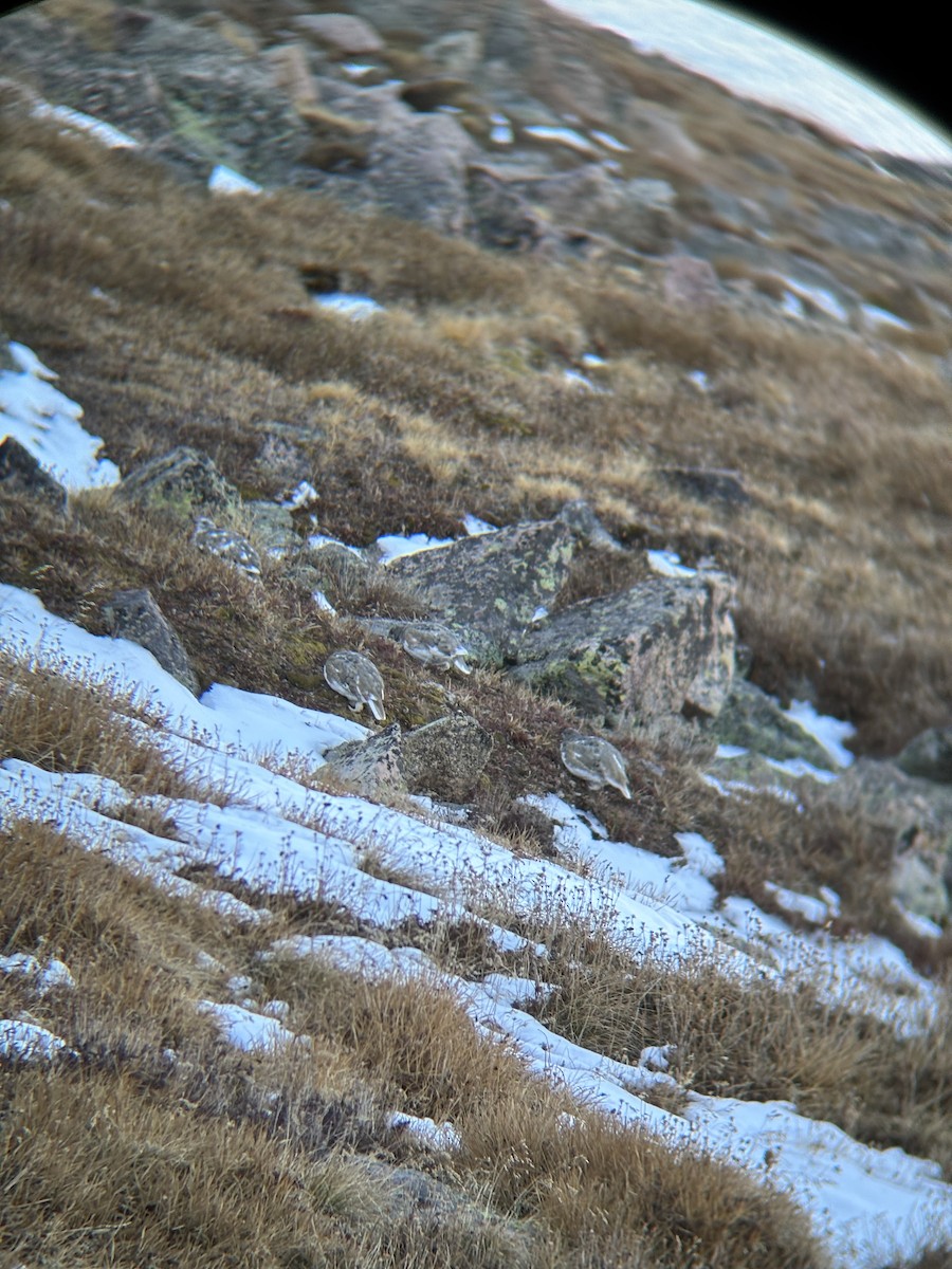 White-tailed Ptarmigan - ML642564614