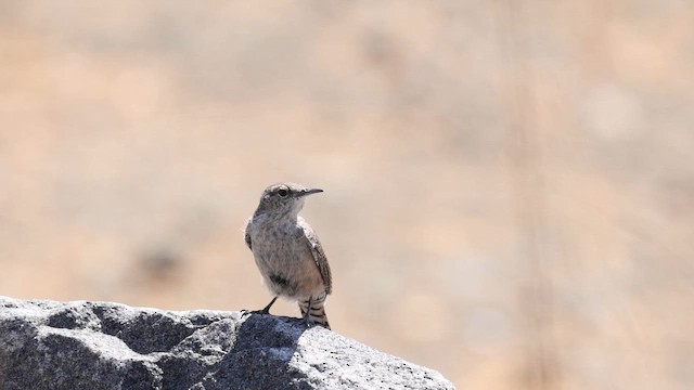 Rock Wren - ML642564644