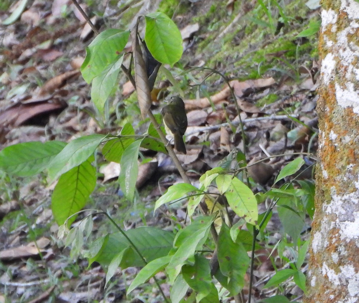 Olive-striped Flycatcher - ML642564645
