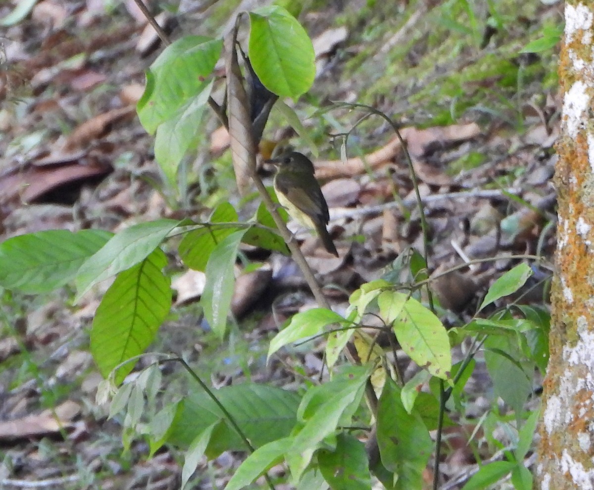Olive-striped Flycatcher - ML642564646