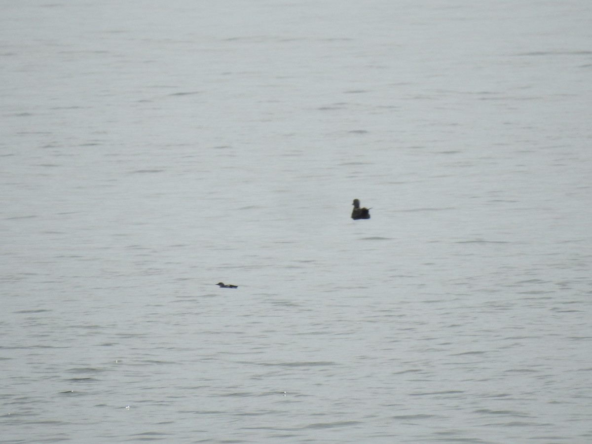 Black Guillemot - ML642564649