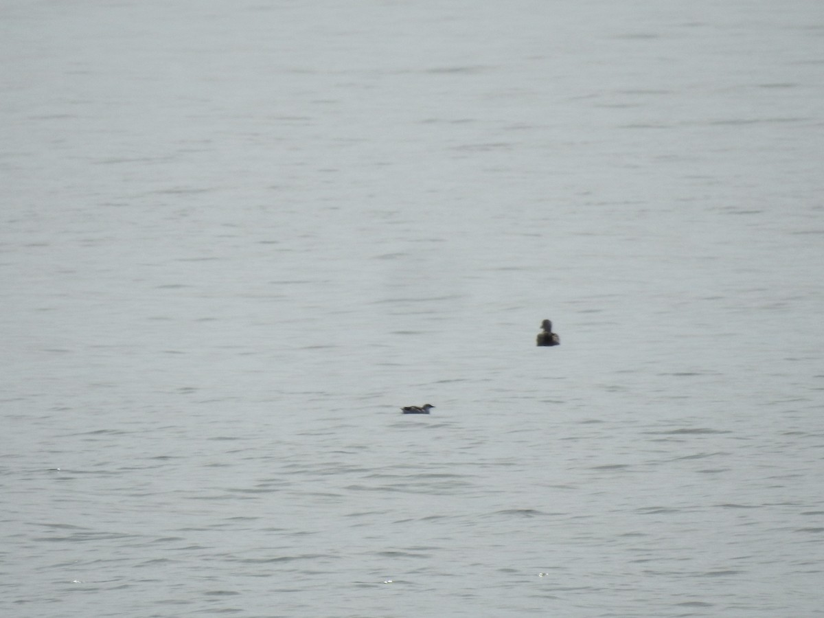 Black Guillemot - ML642564651