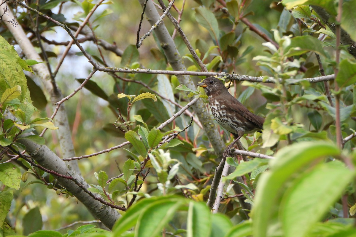 Fox Sparrow (Sooty) - ML642564652