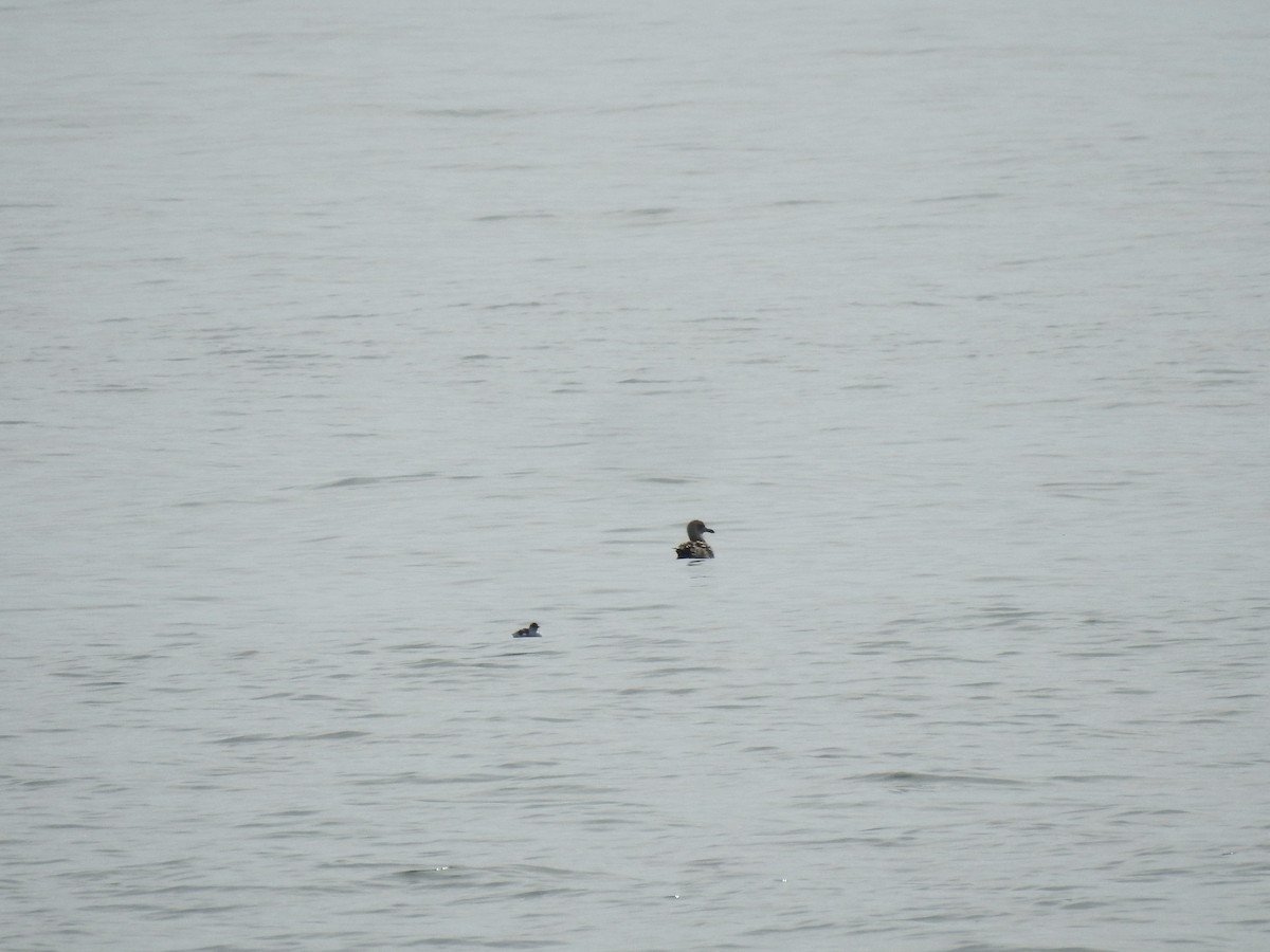 Black Guillemot - ML642564653