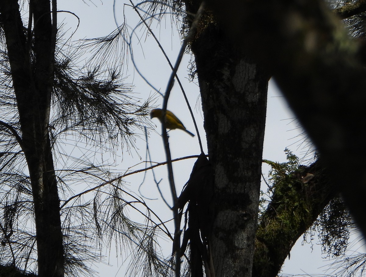 Hepatic Tanager - ML642564672