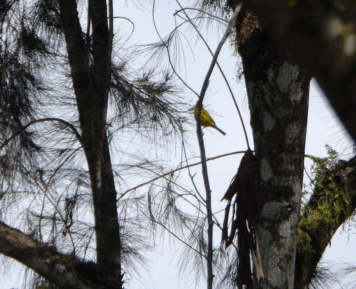 Hepatic Tanager - ML642564673
