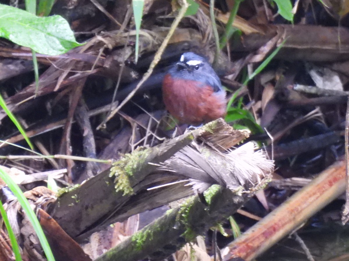Chestnut-bellied Chat-Tyrant - ML642564685
