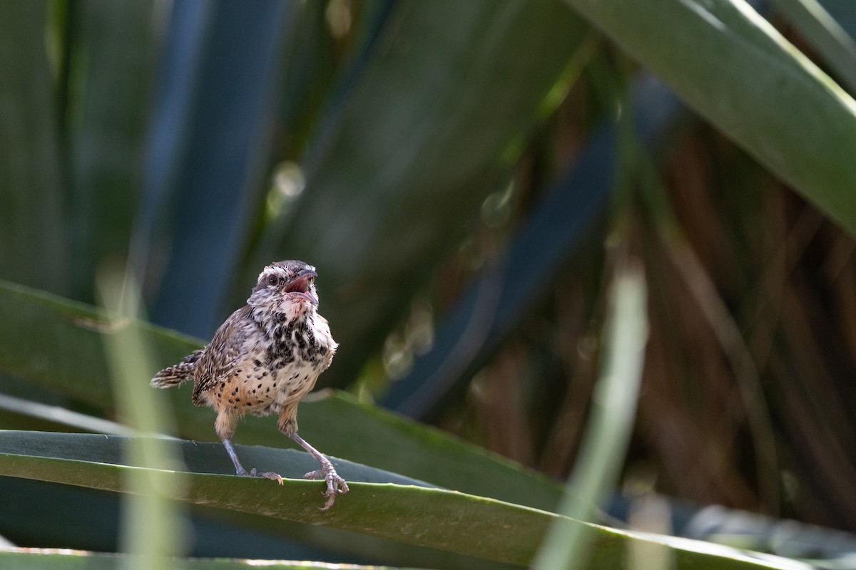 Cactus Wren - ML642564690