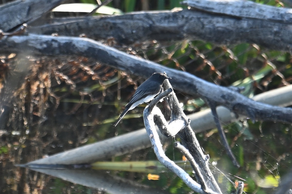 Black Phoebe - ML642564694