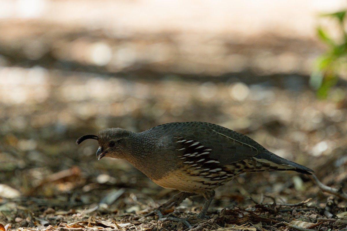 Gambel's Quail - ML642564714