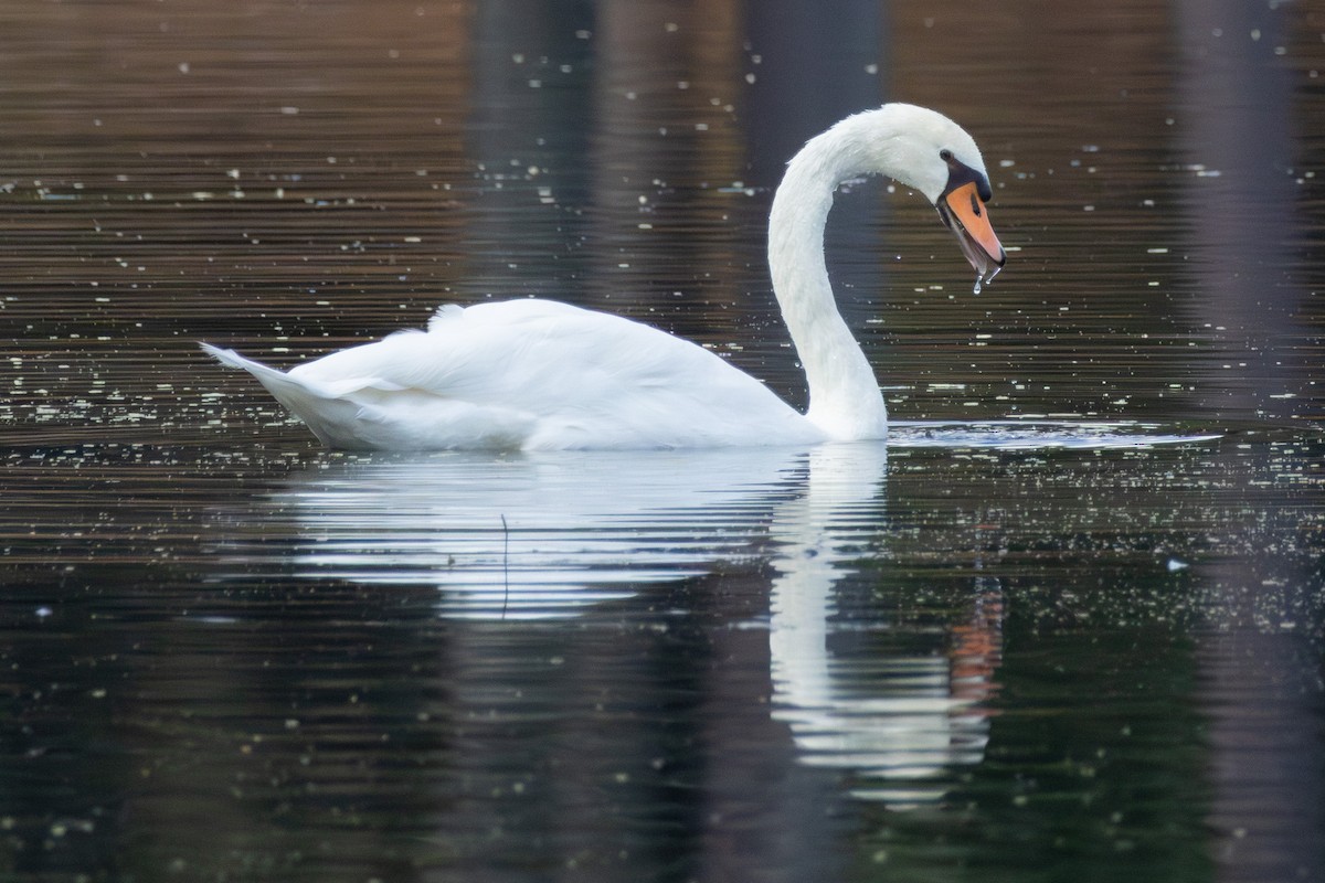 Хуруут хун - ML642564722