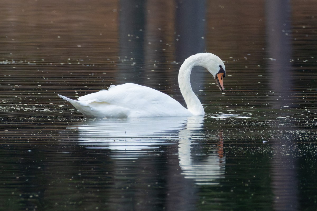 Хуруут хун - ML642564723