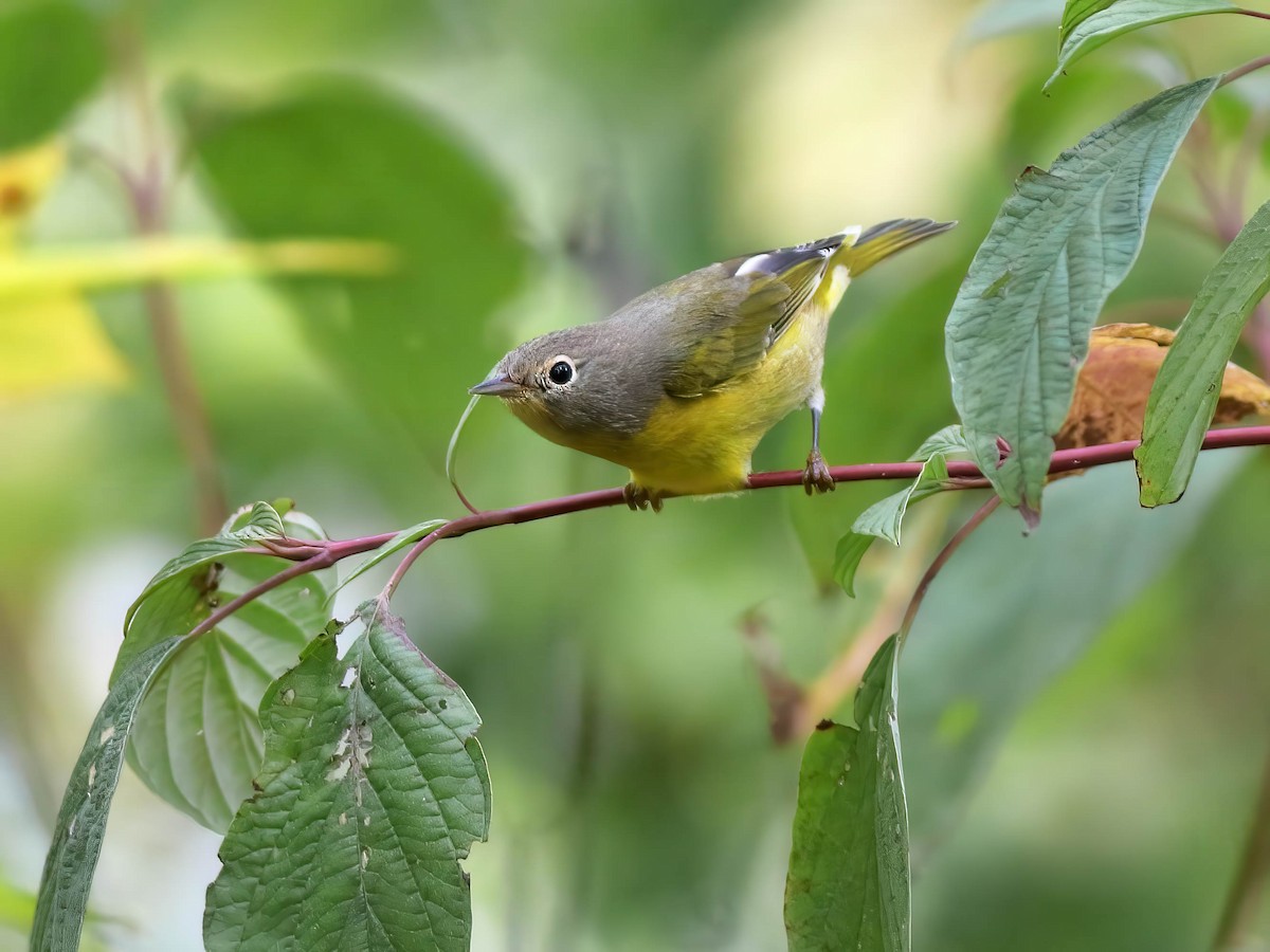 Nashville Warbler - ML642564726