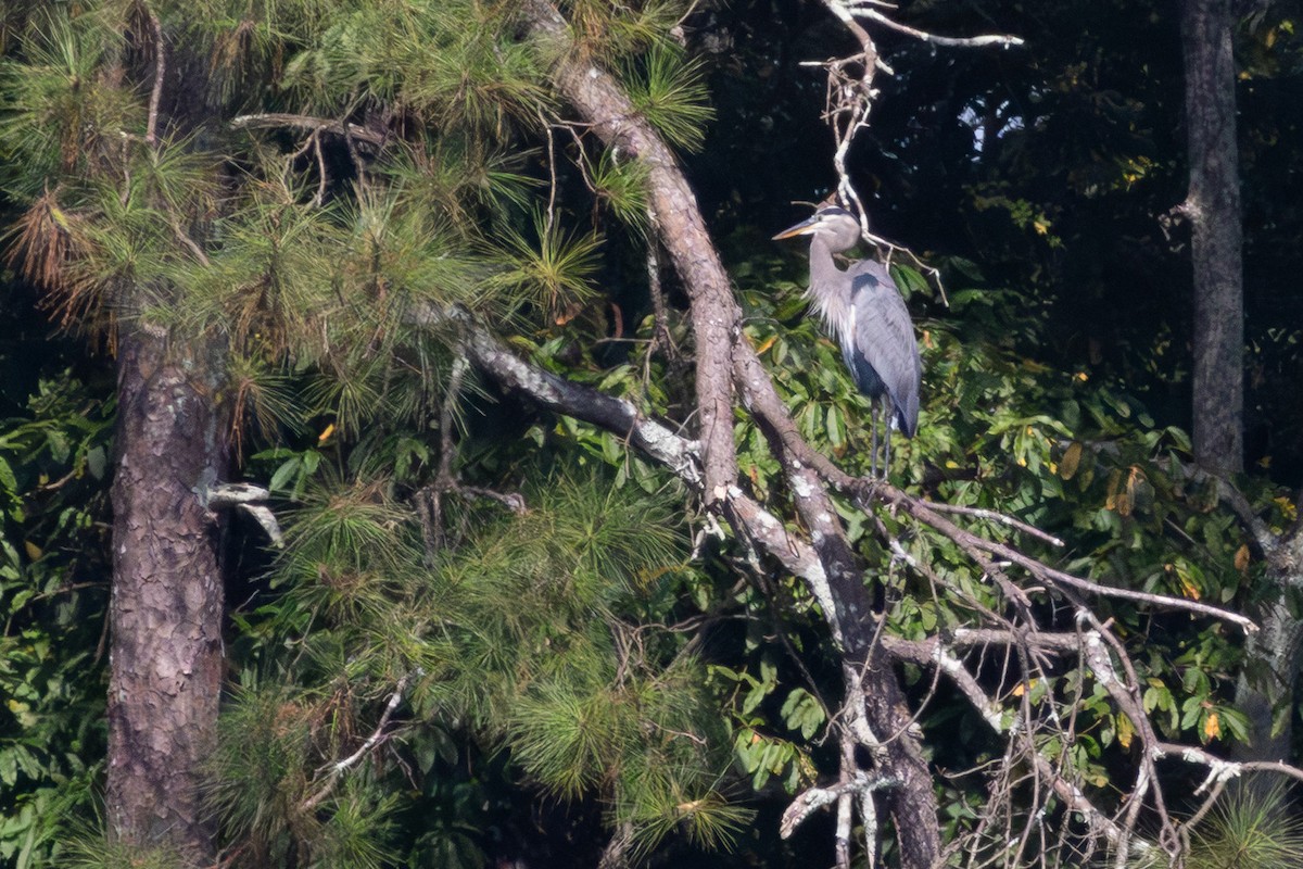 Great Blue Heron - ML642564727