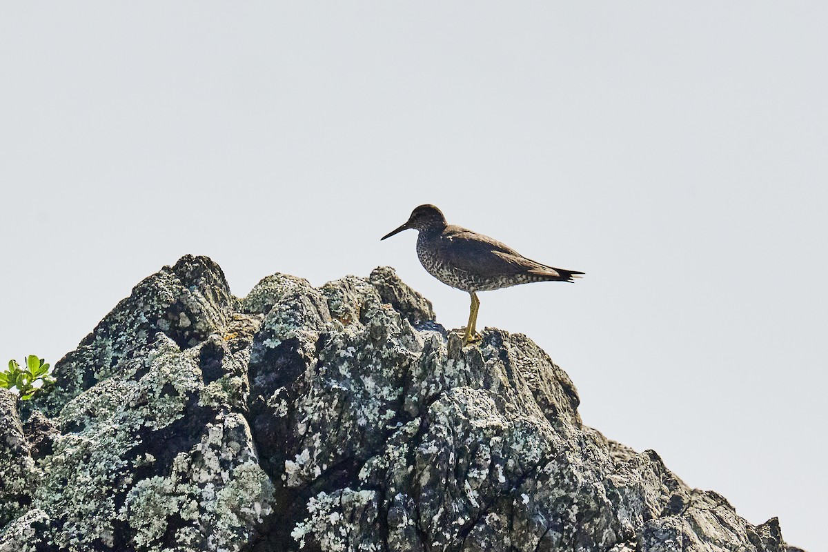 Wandering Tattler - ML642564740