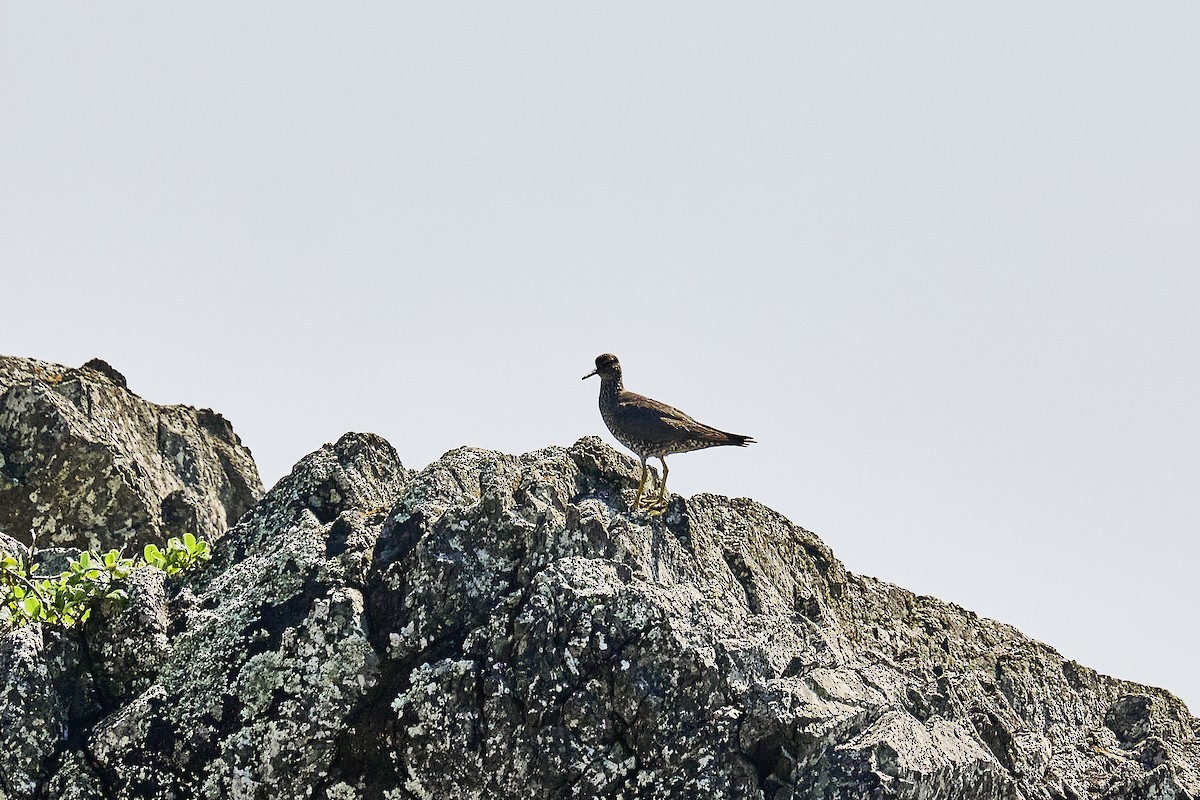 Wandering Tattler - ML642564741
