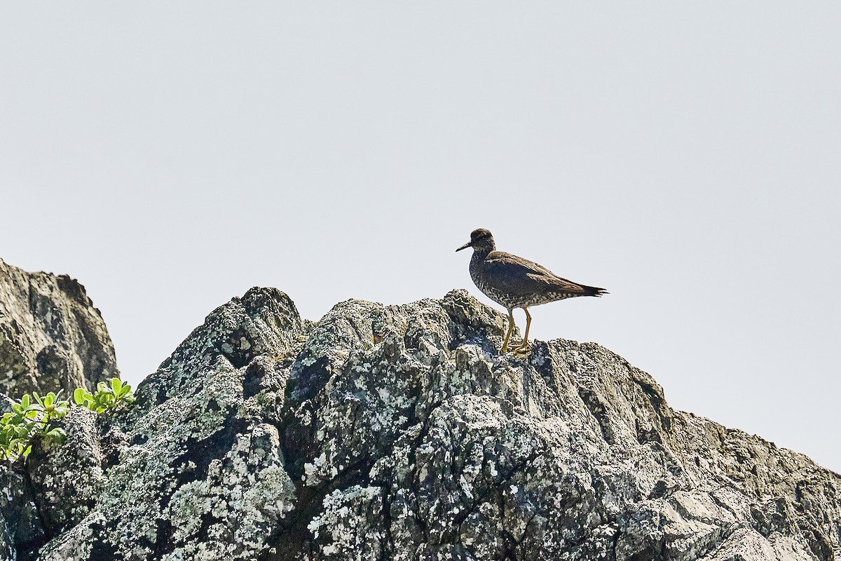 Wandering Tattler - ML642564742