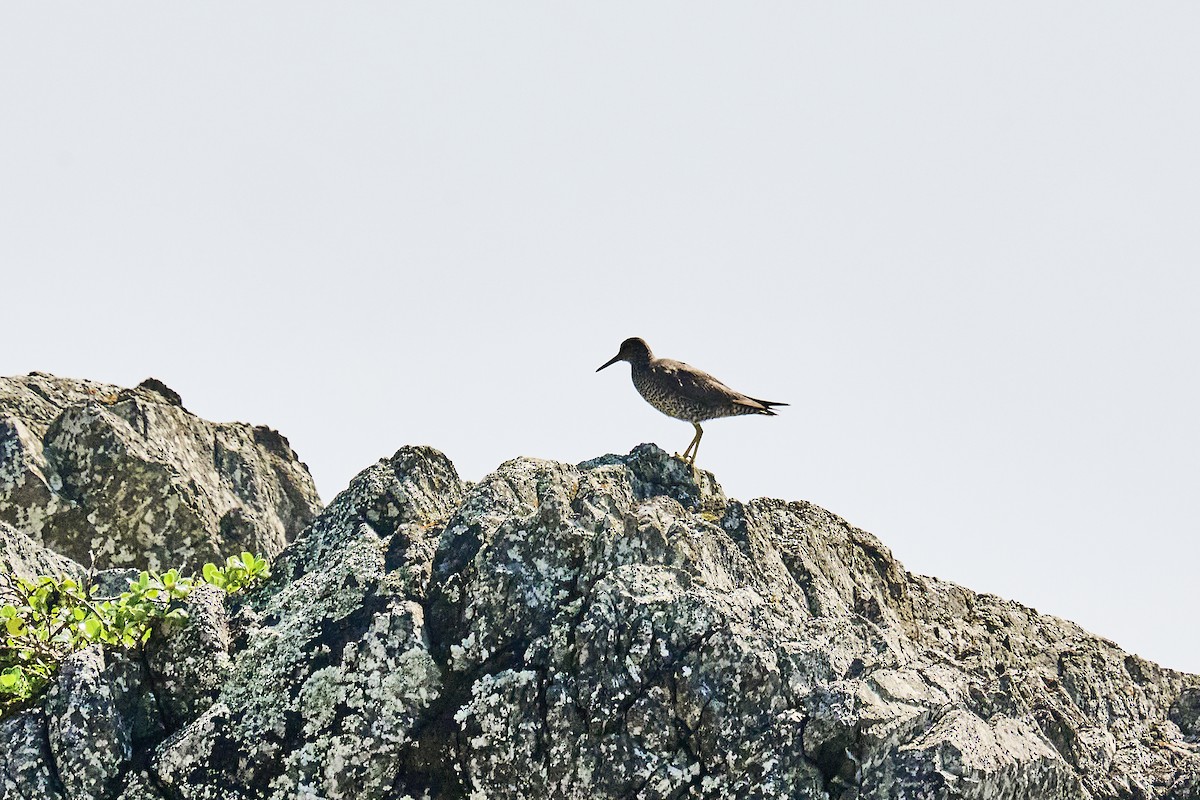Wandering Tattler - ML642564743