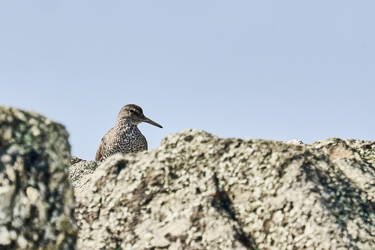 Wandering Tattler - ML642564745