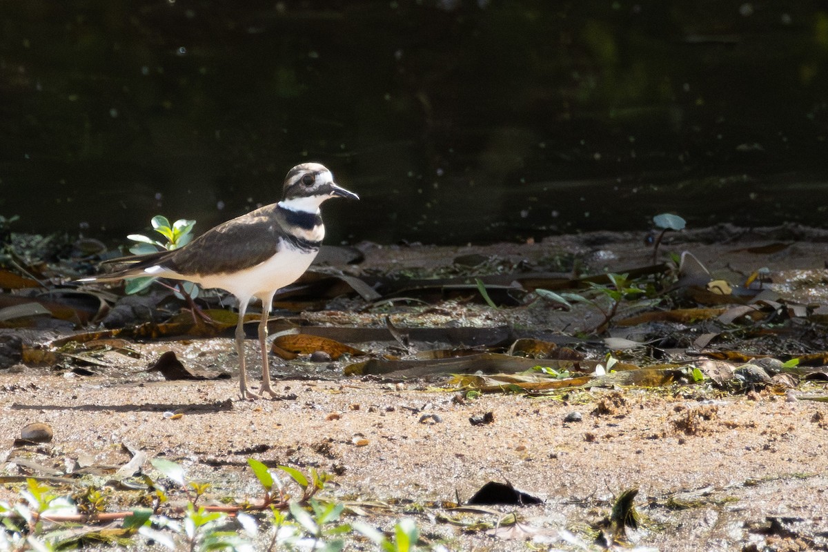Killdeer - ML642564749