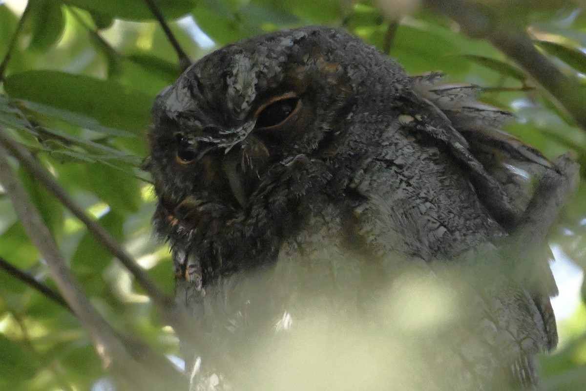 Flammulated Owl - ML642564751