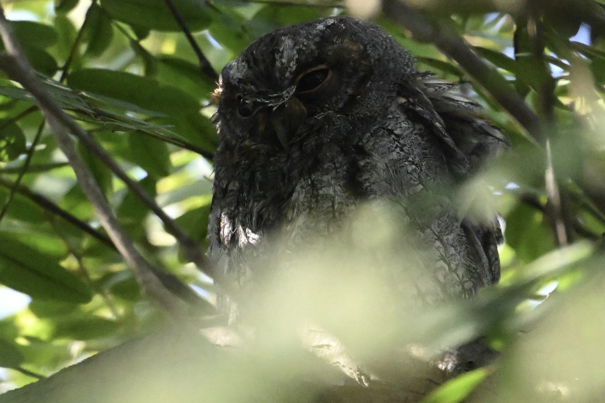 Flammulated Owl - ML642564752