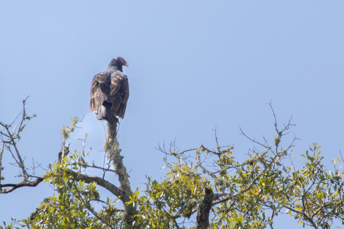 Turkey Vulture - ML642564754