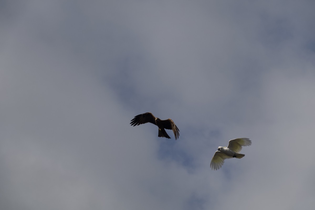 Black Kite - ML642564760
