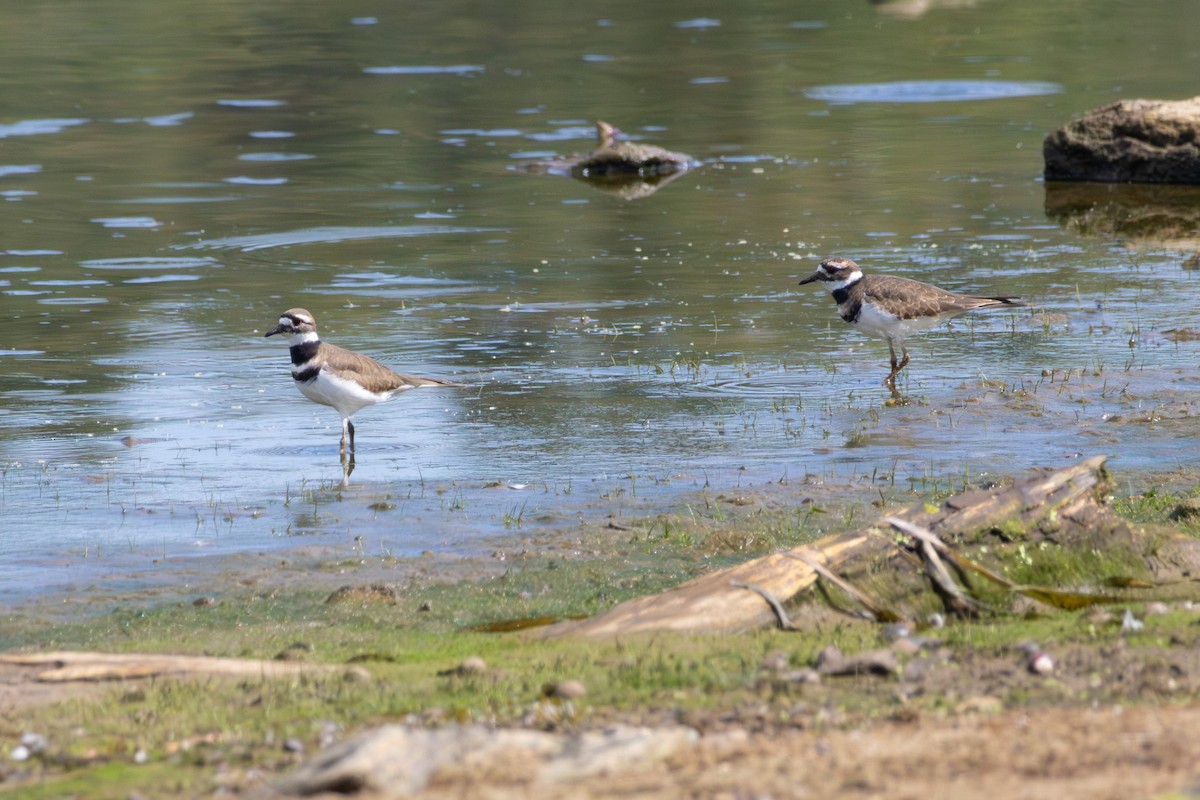 Killdeer - ML642564761
