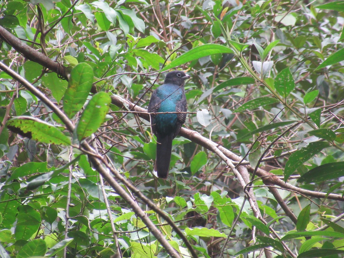 Green-backed Trogon - ML642564785