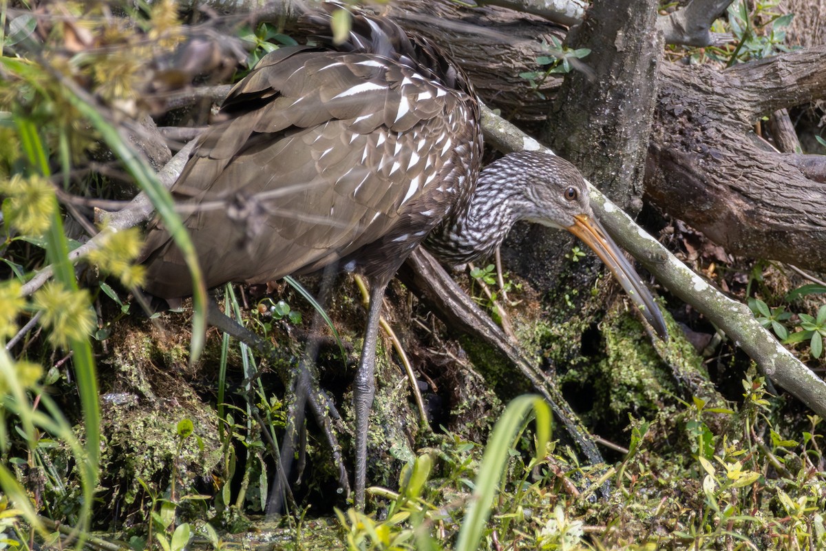 Limpkin - ML642564790