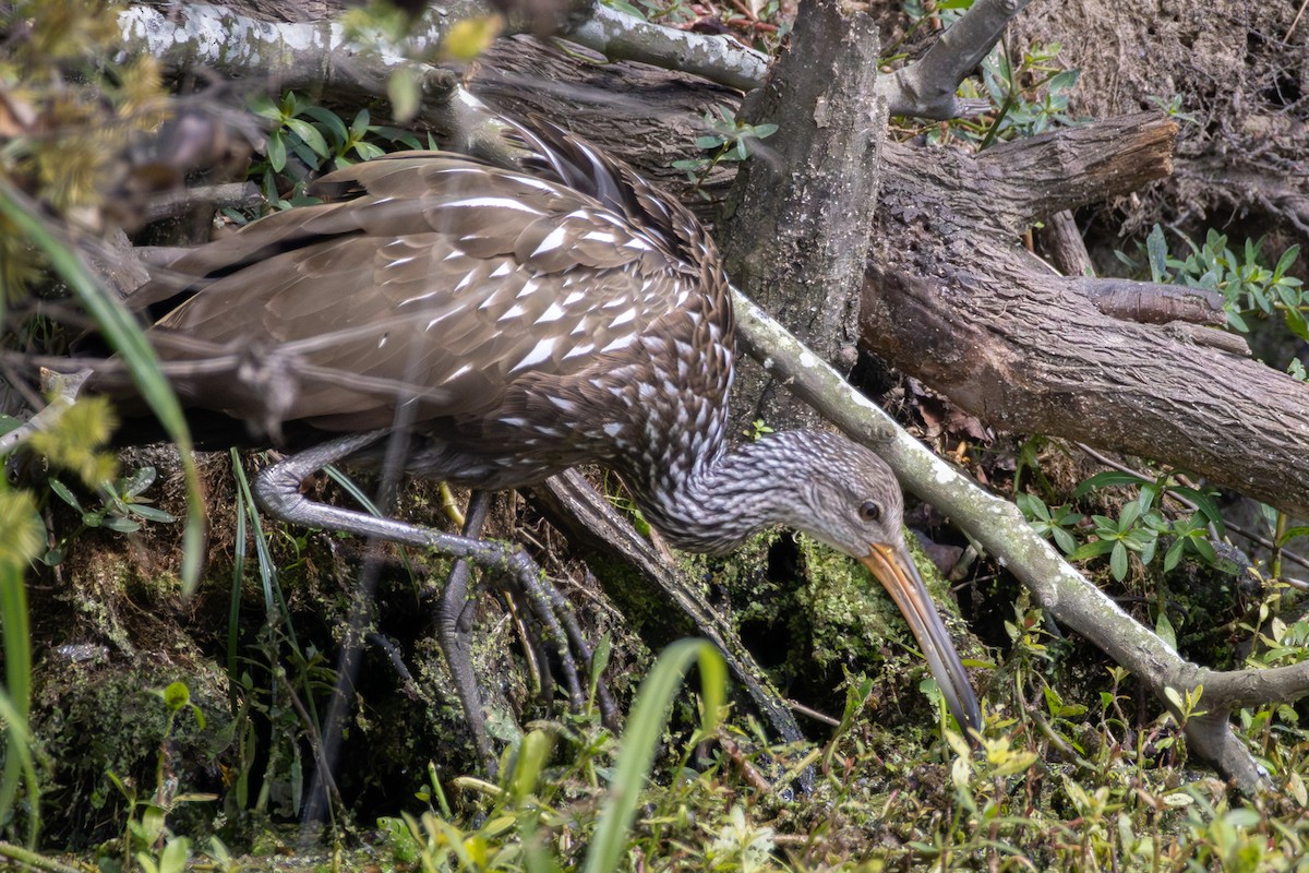 Limpkin - ML642564791