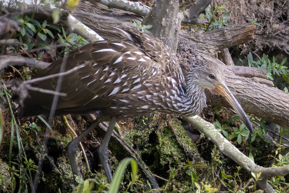 Limpkin - ML642564792