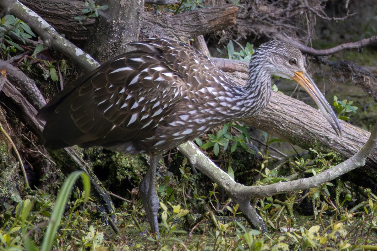 Limpkin - ML642564793