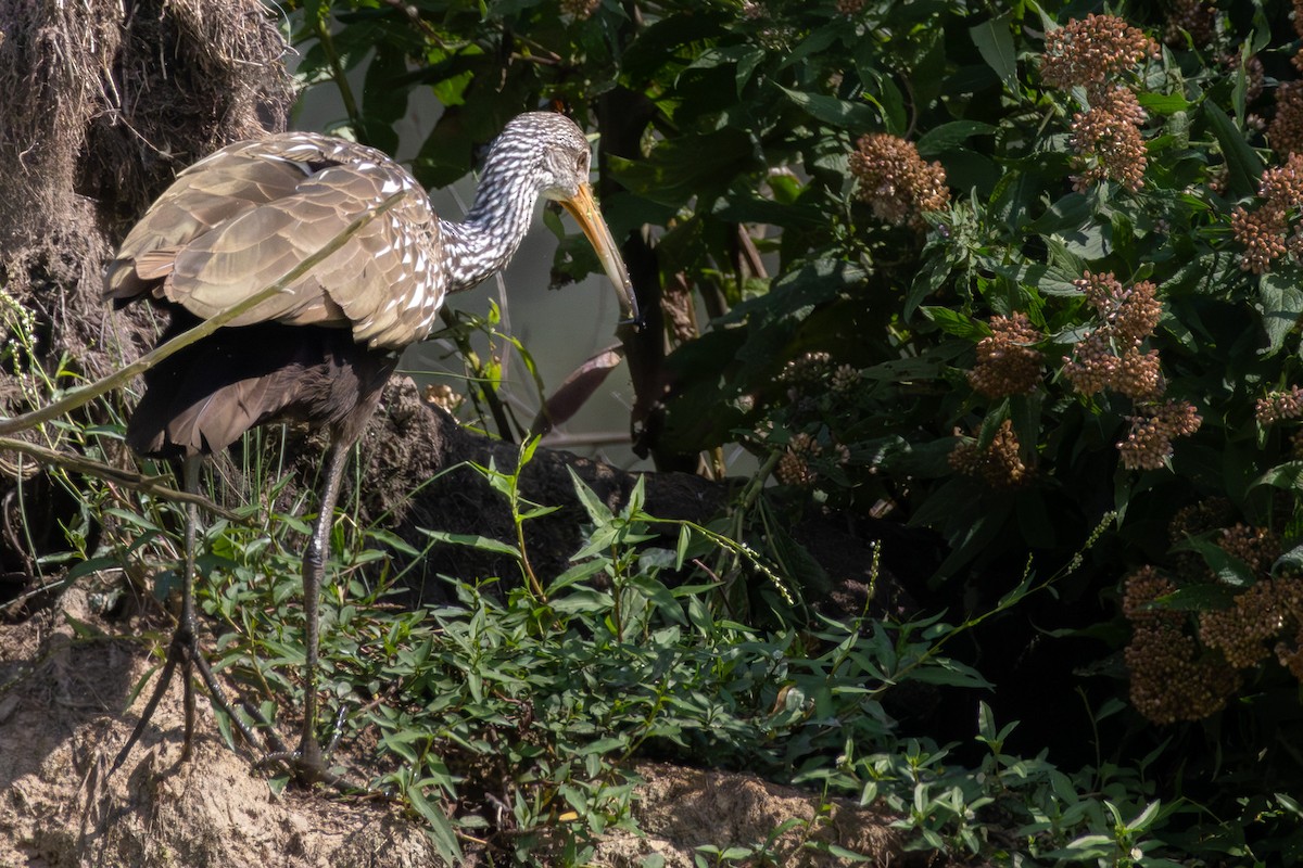 Limpkin - ML642564794