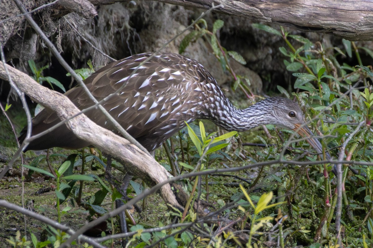 Limpkin - ML642564795