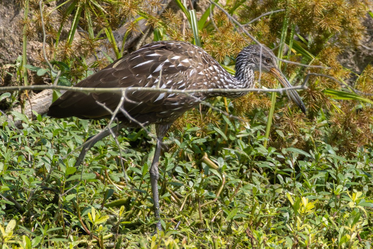 Limpkin - ML642564796