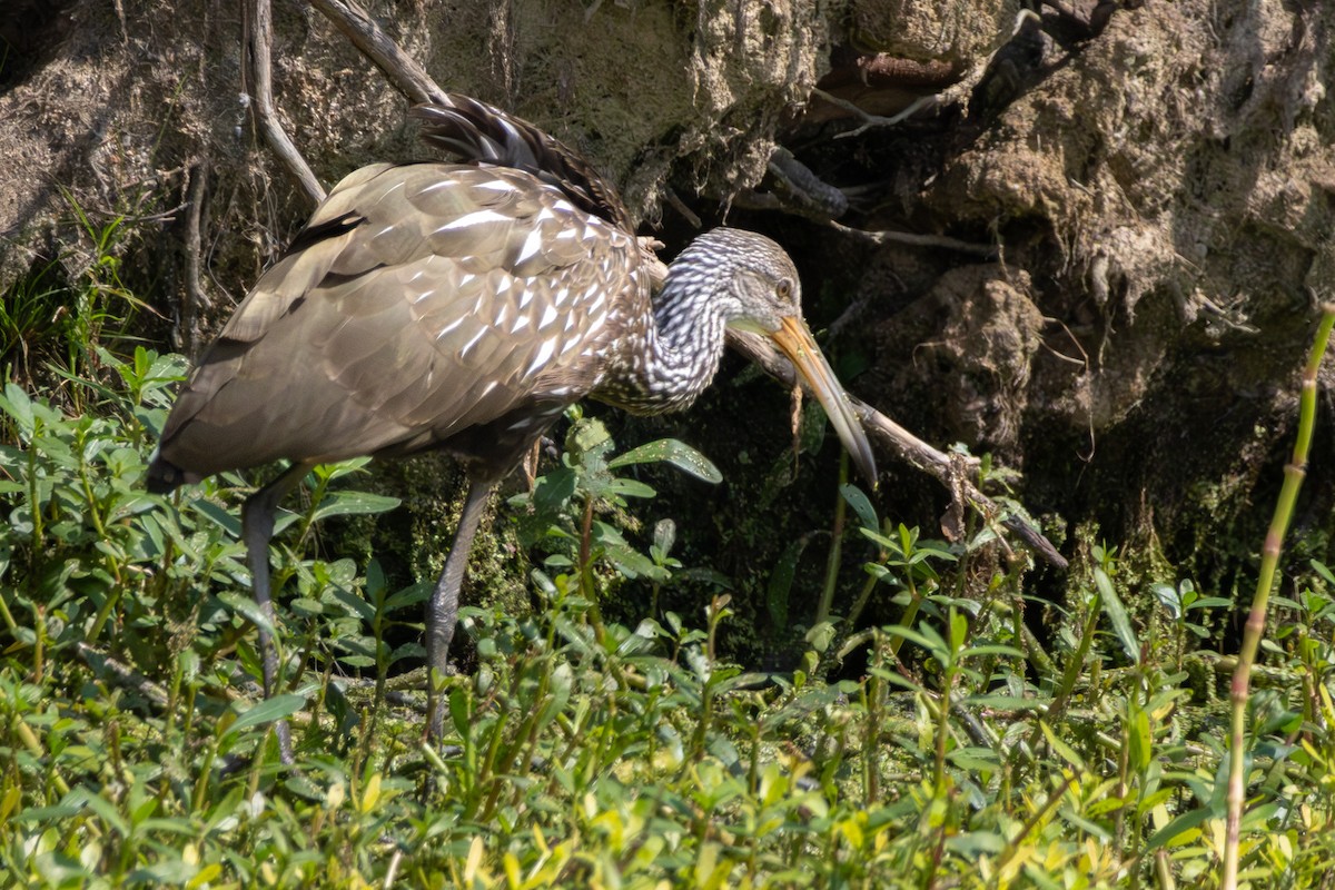 Limpkin - ML642564797