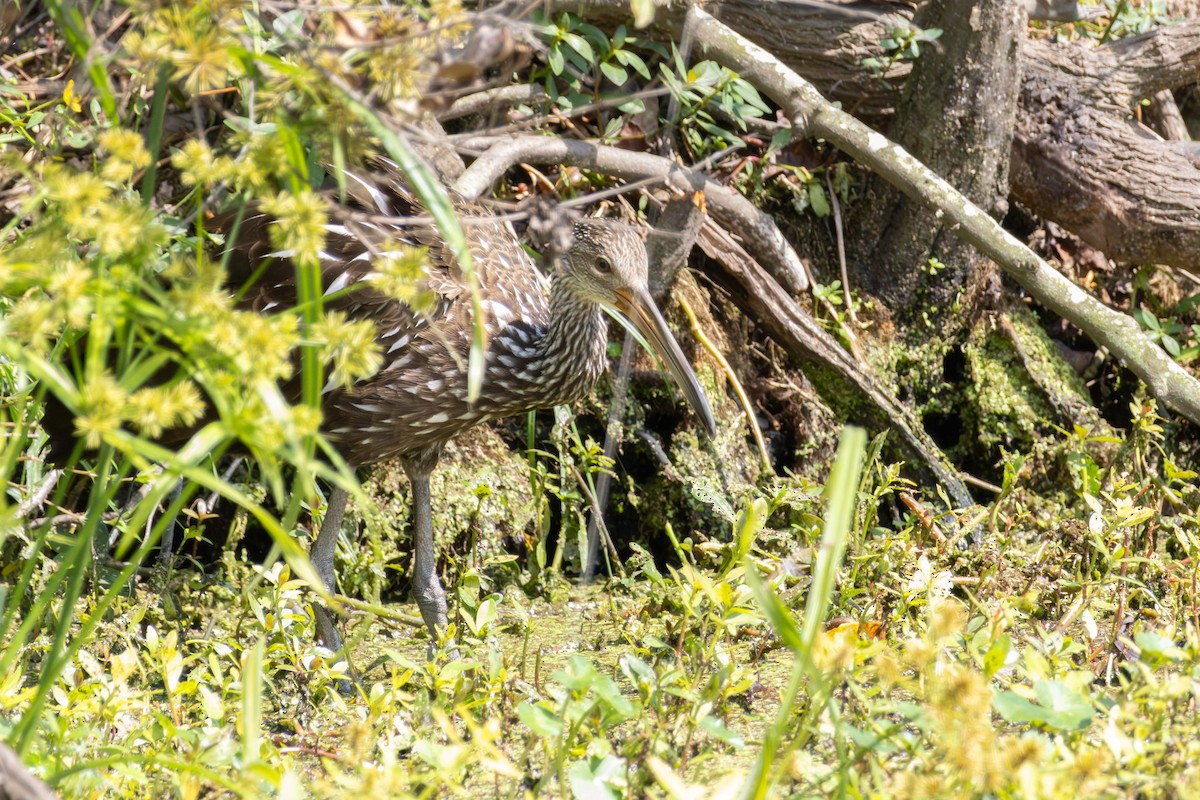 Limpkin - ML642564798