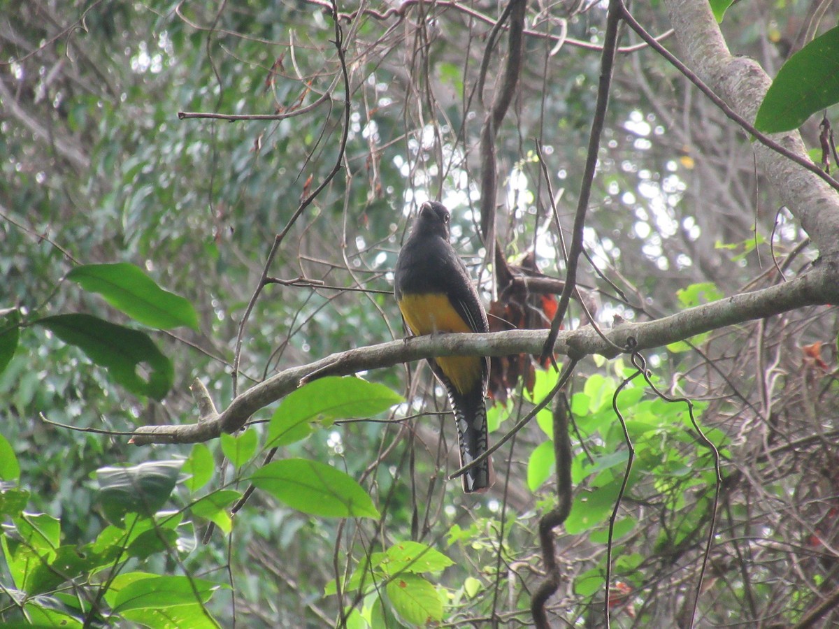 Green-backed Trogon - ML642564802