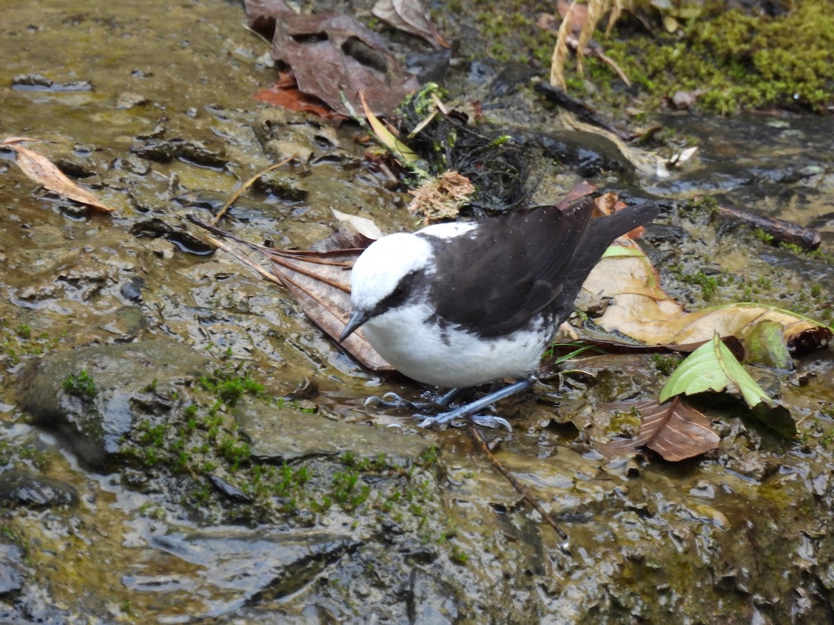 White-capped Dipper - ML642564833